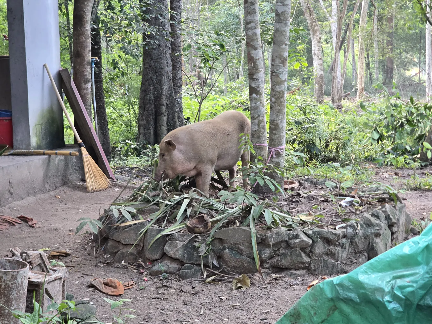 ໝູຫາກິນຢູ່ແຄມກອງໃບໄມ້ພາຍໃນເຂດວັດ